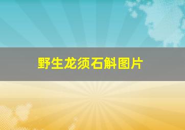 野生龙须石斛图片