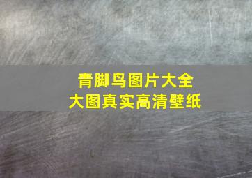 青脚鸟图片大全大图真实高清壁纸