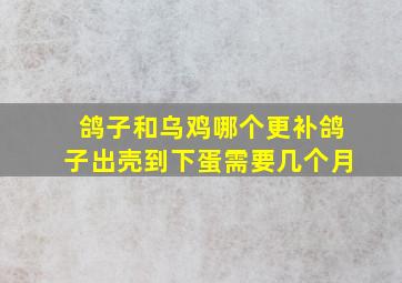 鸽子和乌鸡哪个更补鸽子出壳到下蛋需要几个月