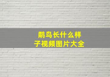 鹬鸟长什么样子视频图片大全