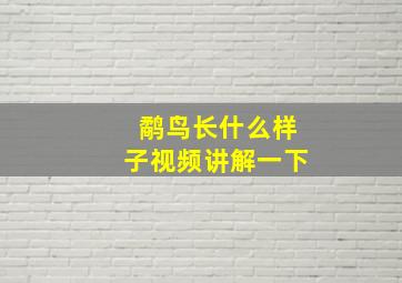 鹬鸟长什么样子视频讲解一下