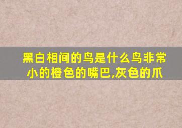 黑白相间的鸟是什么鸟非常小的橙色的嘴巴,灰色的爪