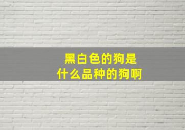 黑白色的狗是什么品种的狗啊