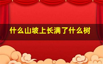 什么山坡上长满了什么树