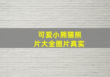 可爱小熊猫照片大全图片真实