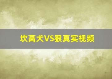 坎高犬VS狼真实视频