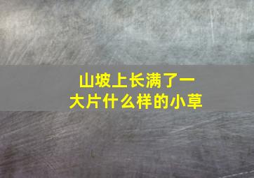 山坡上长满了一大片什么样的小草