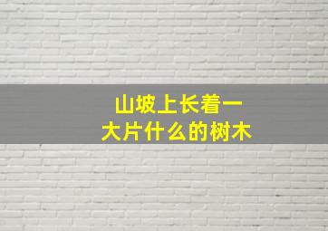 山坡上长着一大片什么的树木