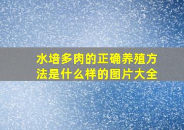 水培多肉的正确养殖方法是什么样的图片大全