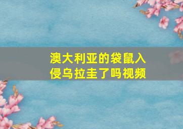 澳大利亚的袋鼠入侵乌拉圭了吗视频