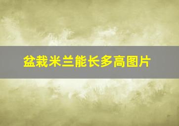 盆栽米兰能长多高图片