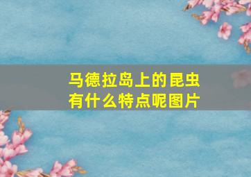 马德拉岛上的昆虫有什么特点呢图片