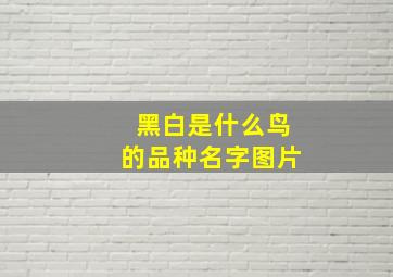 黑白是什么鸟的品种名字图片